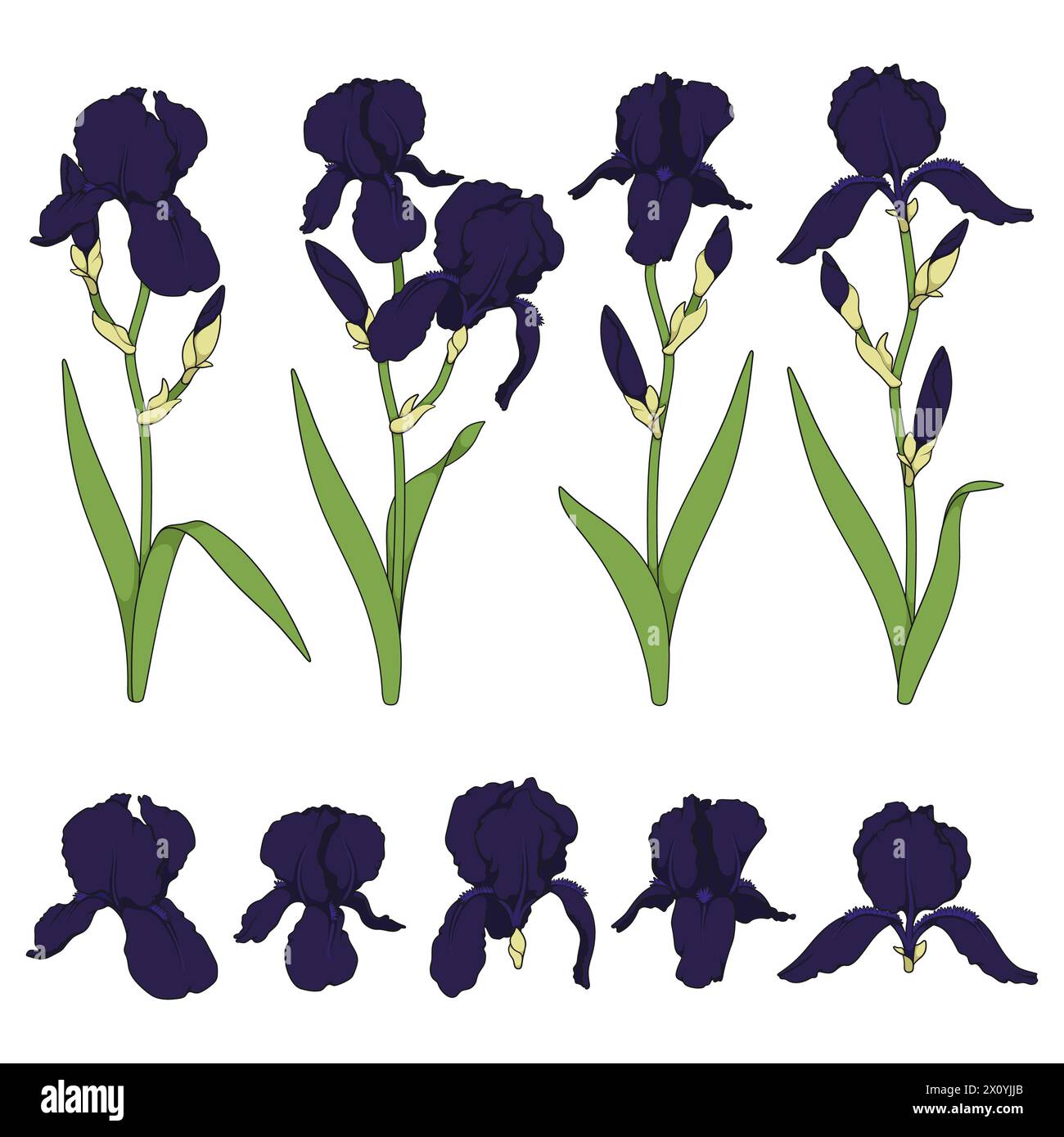 Set of color illustrations with black iris flowers. Isolated vector objects on white background. Stock Vector