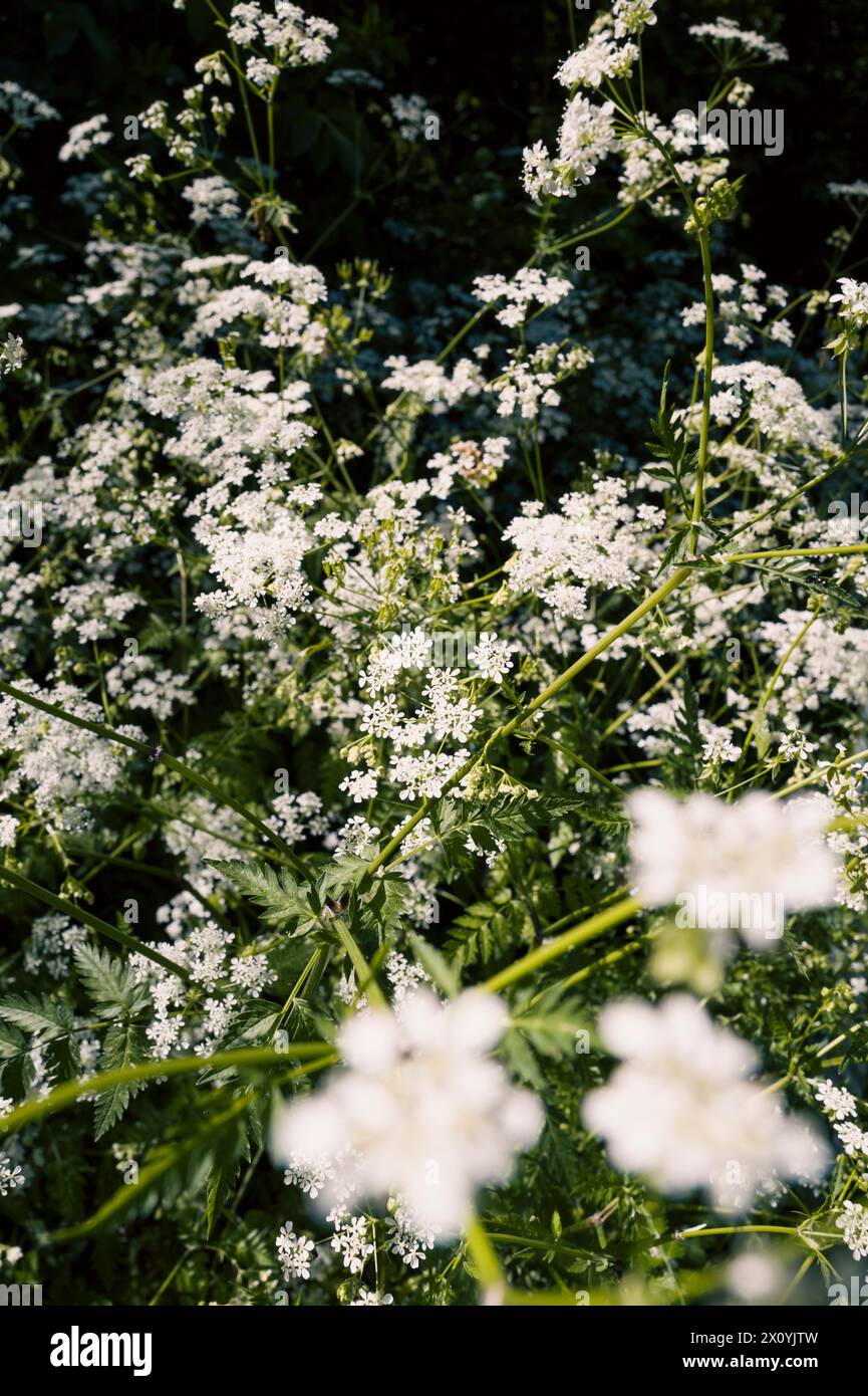 Wild mustard flowers, with small white flowers. Realville or Pol s walks.Patricia Huchot-Boissier / Collectif DyF Stock Photo