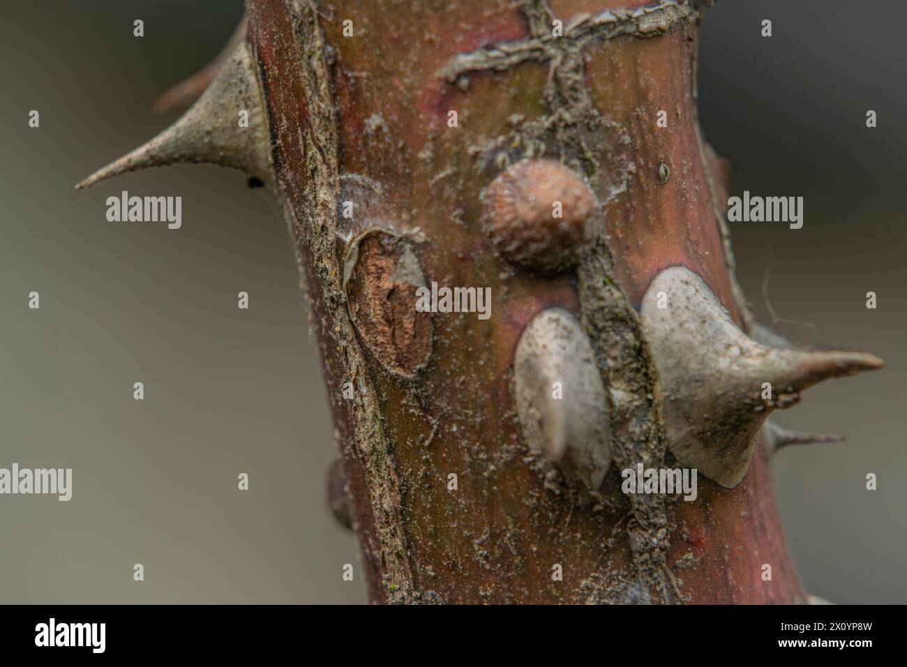 Rose and thorn hi-res stock photography and images - Alamy