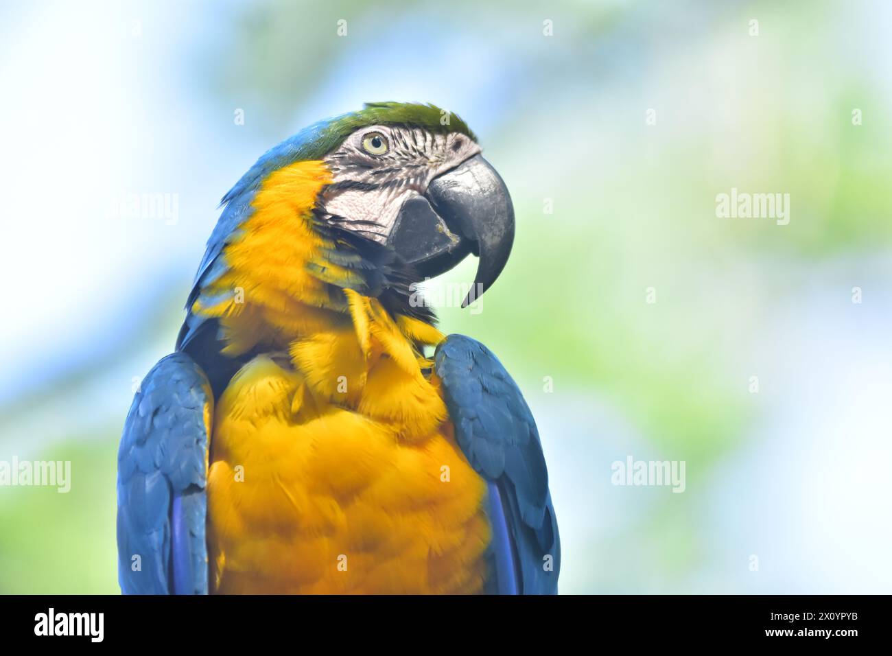 Blue and Yellow Macaw, they are the largest flying parrots, with a dazzling array of colors in vivid yellow, hyacinth blue, emerald green, Brazil Stock Photo