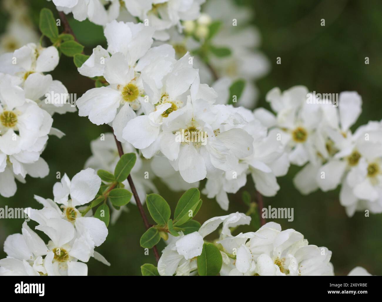 A close up of the white flowers of Exochorda × macrantha The Bride Stock Photo