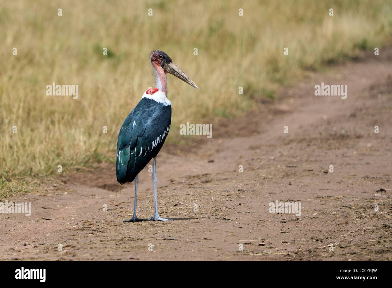 View marabou stork in hi-res stock photography and images - Alamy