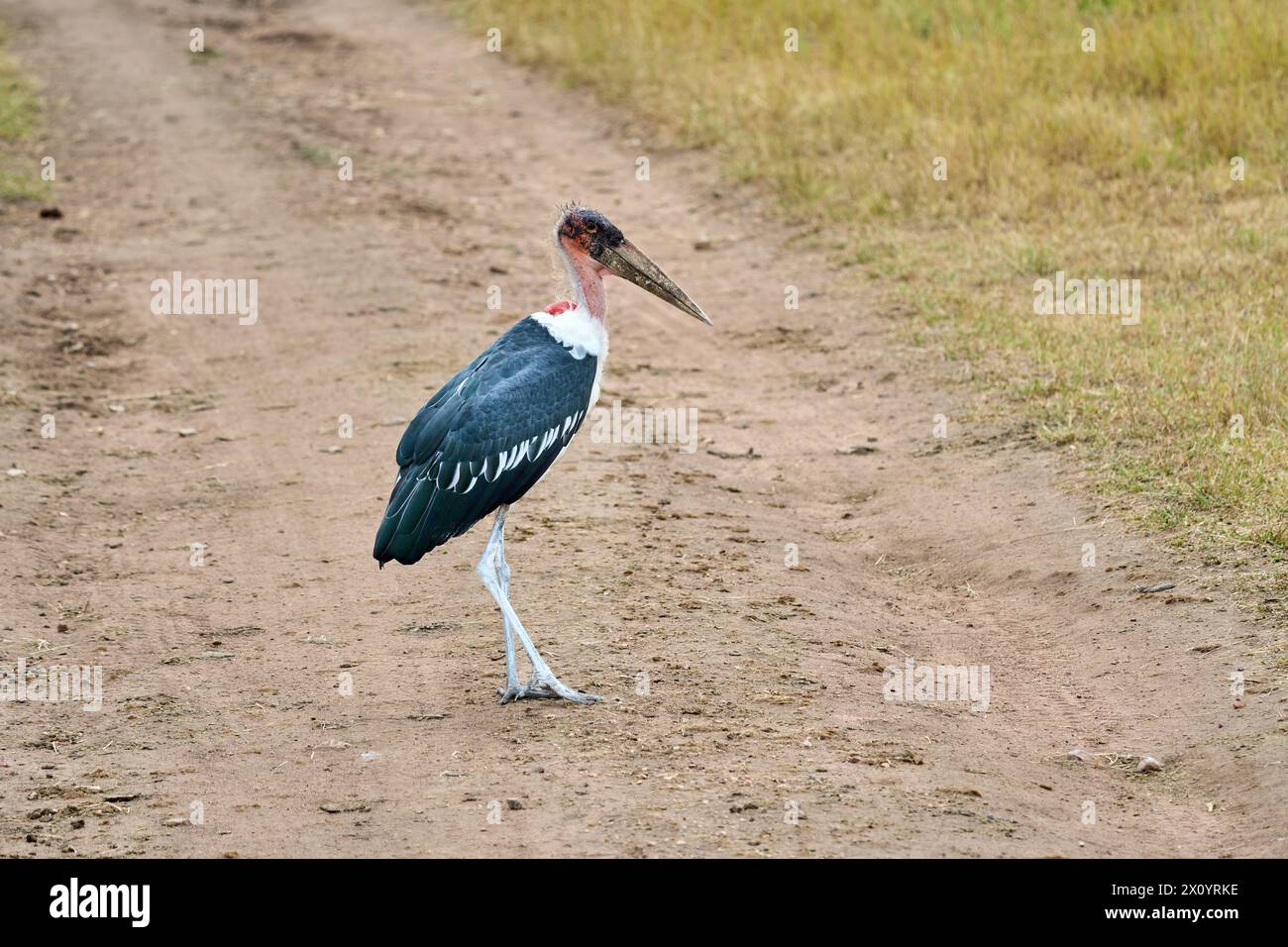 Marabou stork bird walking along a sandy path Stock Photo - Alamy