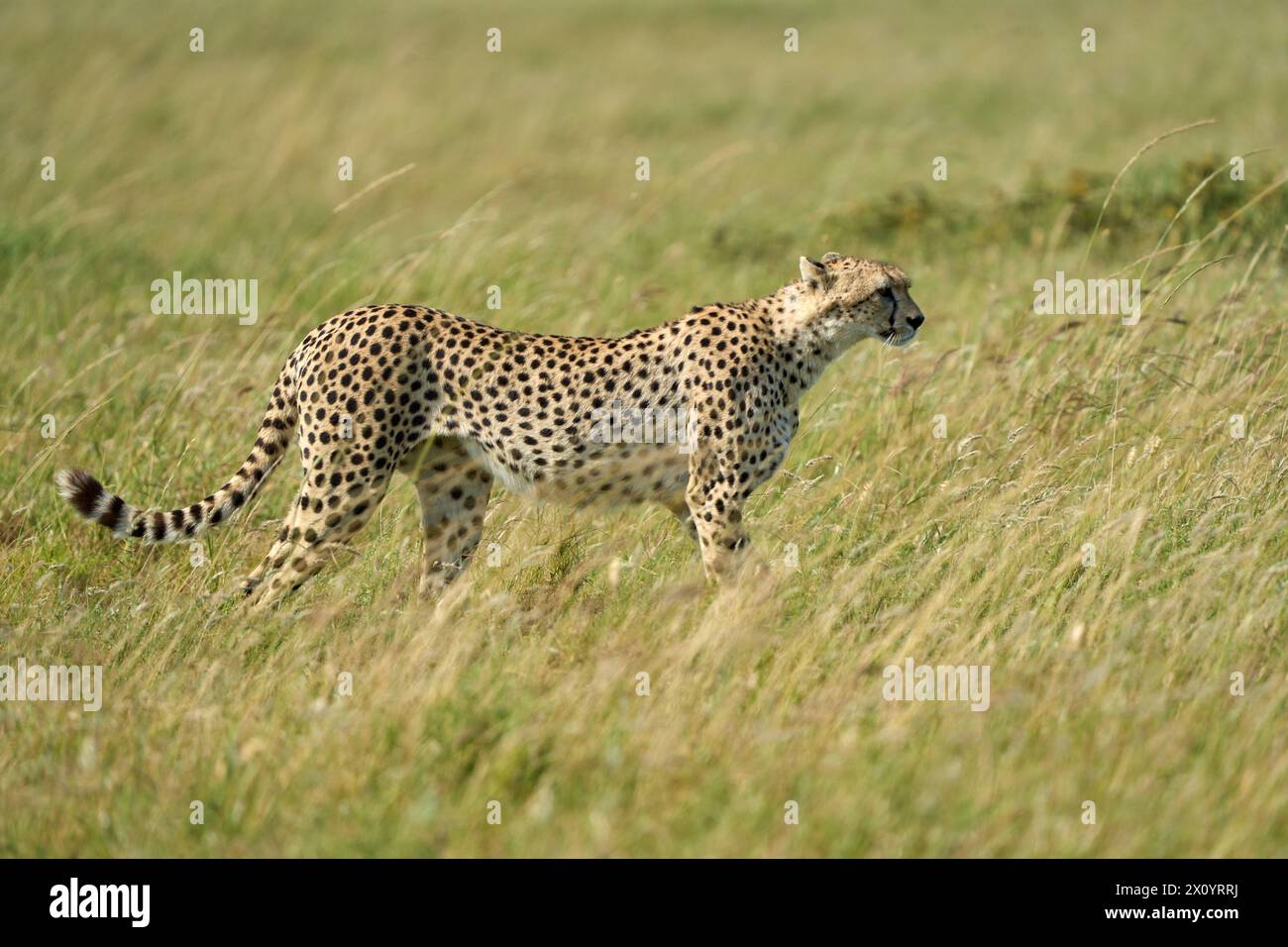 A cheetah in the wild walking free Stock Photo - Alamy