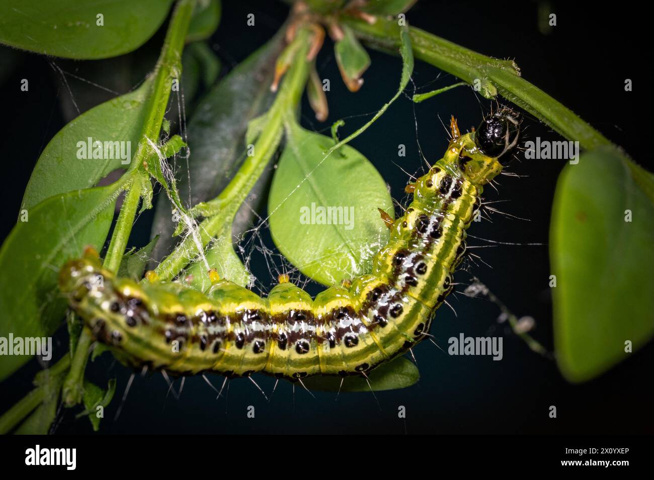 Rosny Sous Bois, France. 14th Apr, 2024. Box-Tree Moth Caterpillar (Cydalima perspectalis, Pyrale du Buis) on a Box-Tree ( Buxus) in a garden in Rosny Sous Bois, France on April 14, 2024. This Asian species that invaded Europe was accidentally introduced in the late 2000 and threaten European forests of Buxus ( Buis). Photo by Christophe Geyres/ABACAPRESS.COM Credit: Abaca Press/Alamy Live News Stock Photo