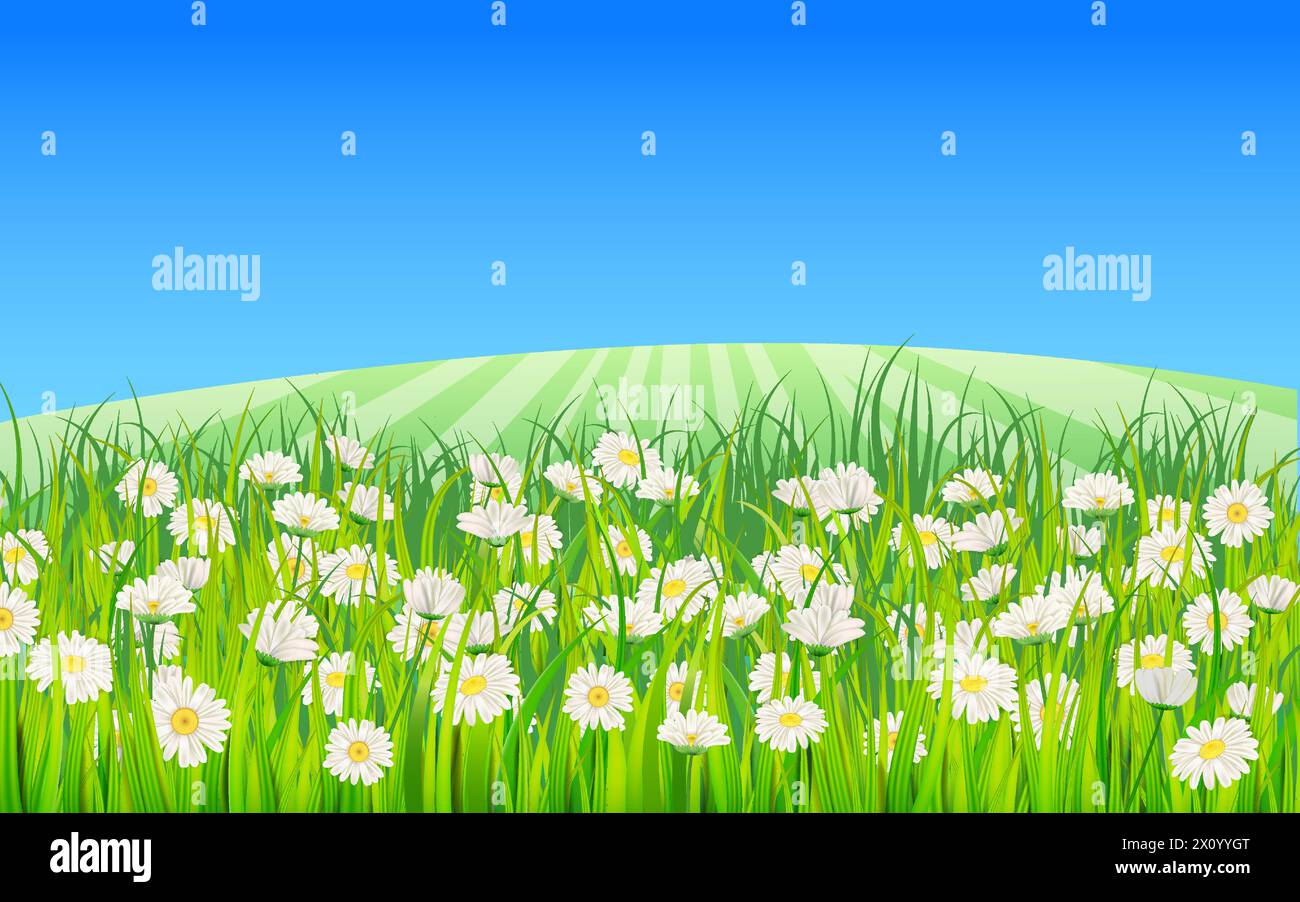 Summer landscape rural field green grass, daisy, dandelion flowers Stock Vector