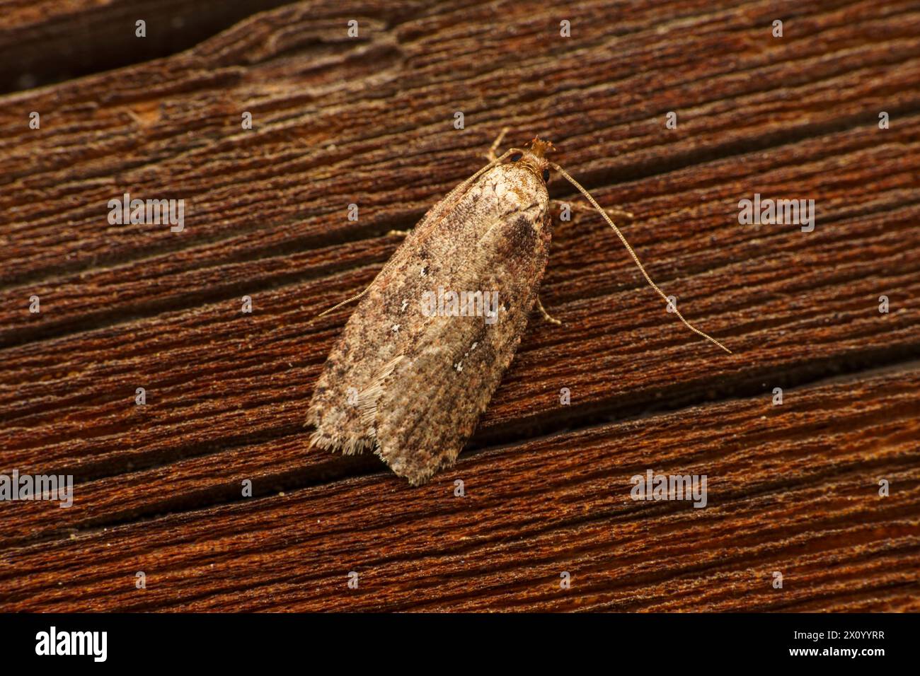 Agonopterix heracliana Family Depressariidae Genus Agonopterix Common Brindled Brown moth Common Flat-body moth wild nature insect photography, pictur Stock Photo