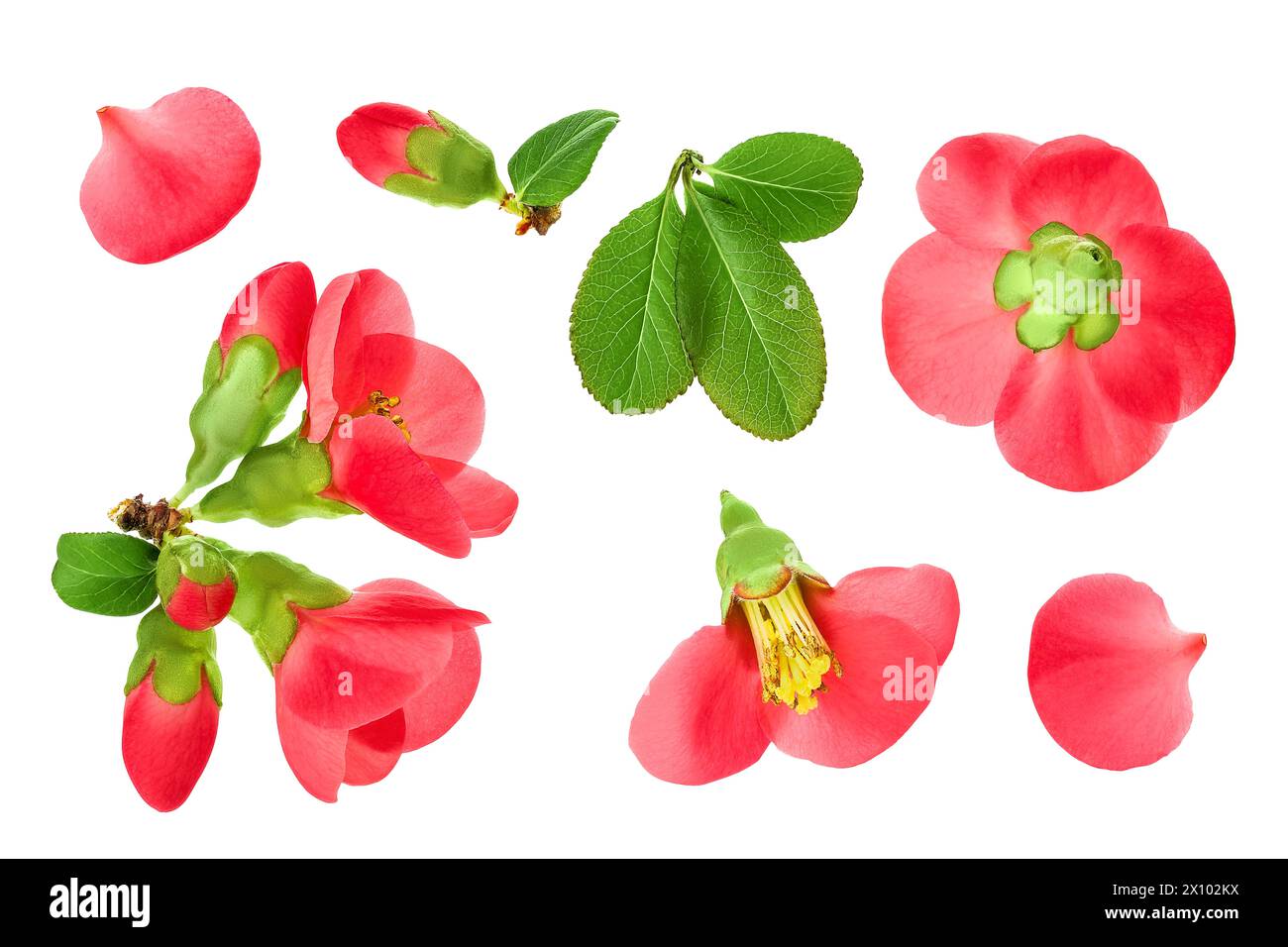 Chaenomeles speciosa or japanese quince flower isolated on white background Stock Photo
