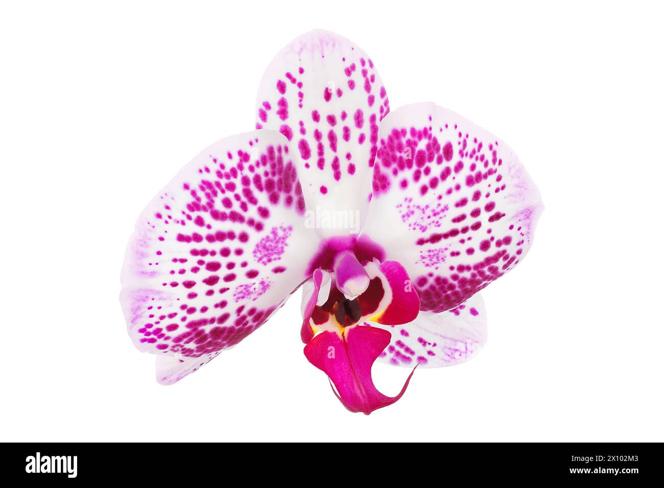 pink phalaenopsis orchid flower isolated on white background Stock ...