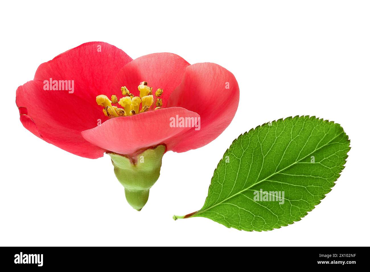 Chaenomeles speciosa or japanese quince flower isolated on white background Stock Photo