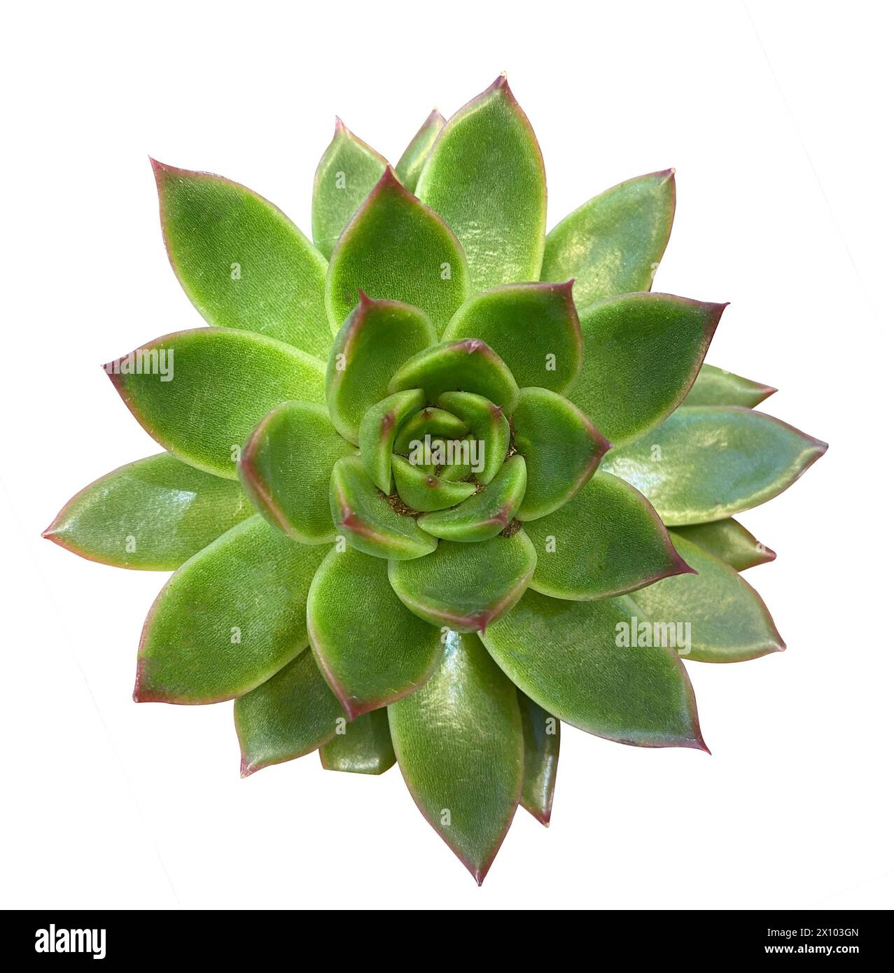 agave celsii Agave Celsi Nova Smooth main image 1