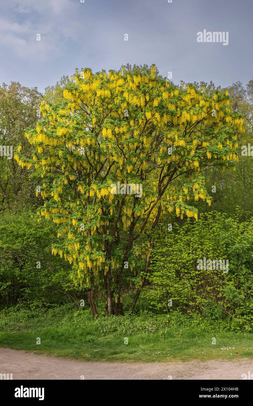 Common laburnum (Laburnum anagyroides) in the Forest Botanical Garden in Cologne, also known as common laburnum Stock Photo
