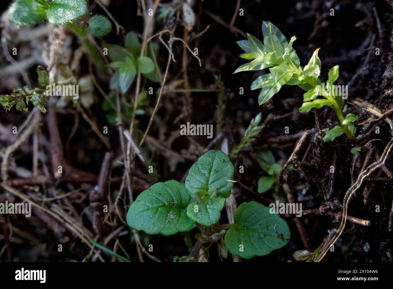 Plagiothecium undulatum Waved Silk moss growing next to a speedwell on an anthill. Stock Photo