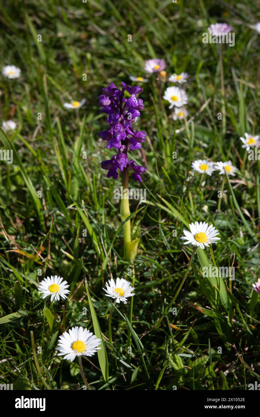 Green winged orchid Orchis morio surrounded by Daisies Stock Photo