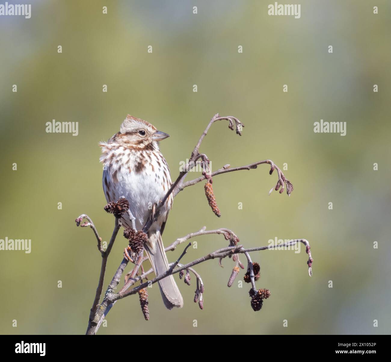 Son Sparrow on a shrub in springtime in Muskoka Stock Photo