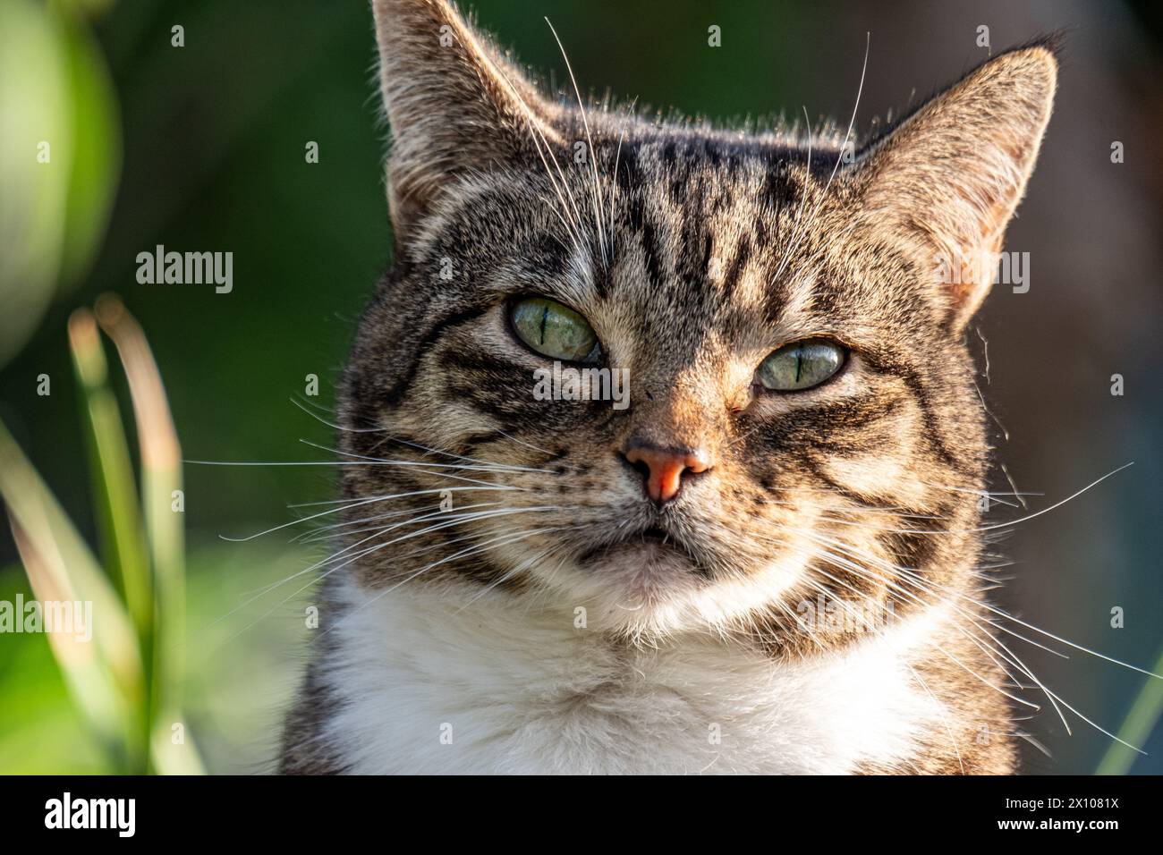 Close up of a tabby cat with piercing green eyes and distinctive facial markings, gazing intently. Serene yet alert, ideal for pet themed content. Hig Stock Photo