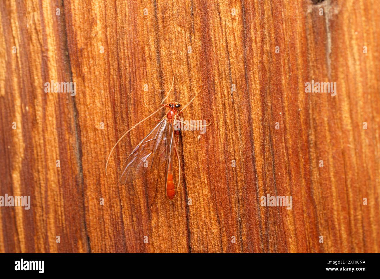 Ophion scutellaris Family Ichneumonidae Genus Ophion Parasitoid wasp wild nature insect photo wallpaper Stock Photo