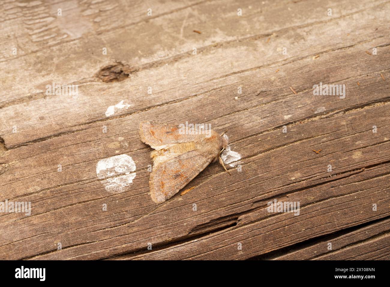Orthosia incerta Family Noctuidae Genus Orthosia Clouded drab moth wild nature insect photography, picture, wallpaper Stock Photo