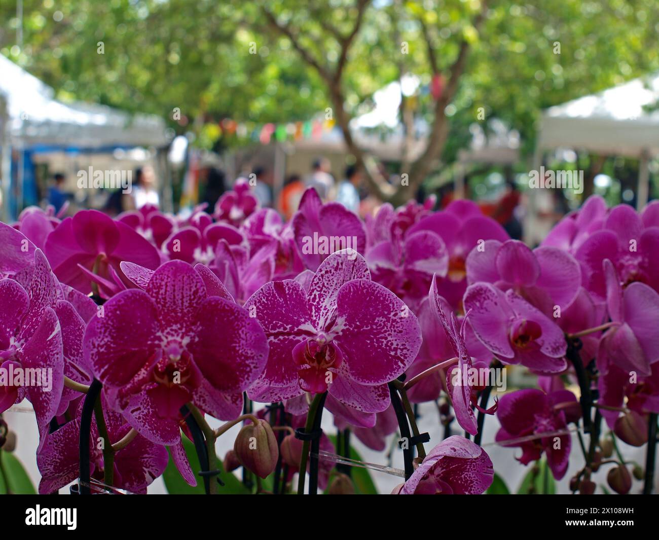 Orchards and people in a public market. Stock Photo