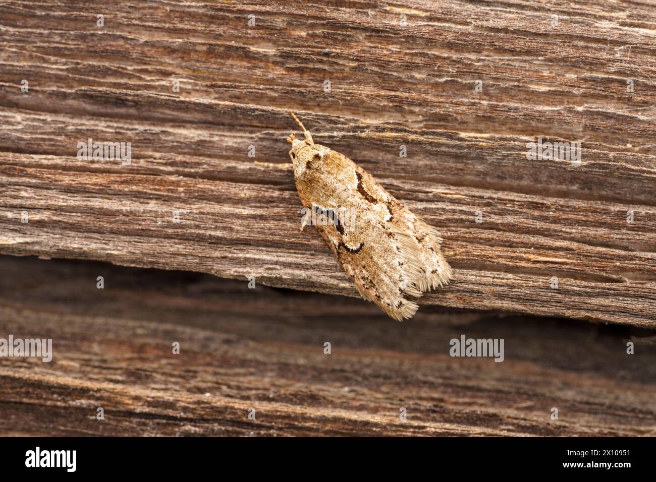 Semioscopis steinkellneriana Family Depressariidae Genus Semioscopis Dawn flat-body moth wild nature insect photography, picture, wallpaper Stock Photo