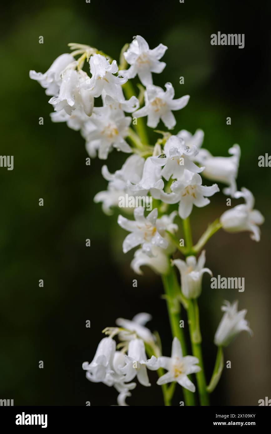Wet English whitebell, a form of bluebell (Hyacinthoides non-scripta) flowering in early spring in Surrey, south-east England Stock Photo