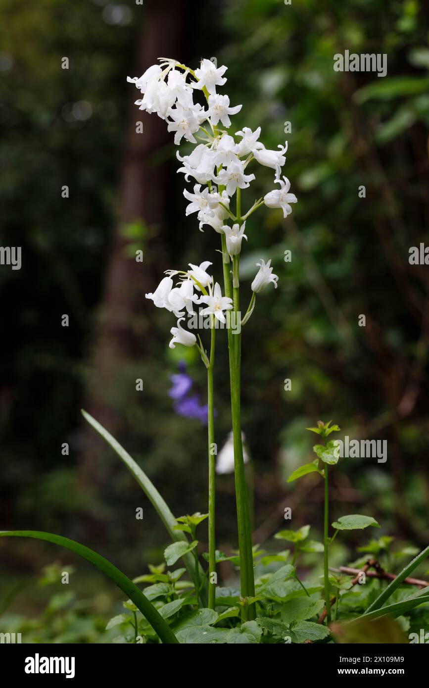 Wet English whitebell, a form of bluebell (Hyacinthoides non-scripta) flowering in early spring in Surrey, south-east England Stock Photo
