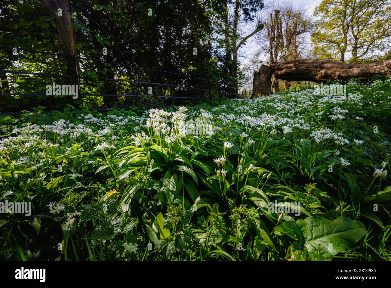 White flowers of wild garlic (Allium ursinum) growing in Surrey, south-east England, flowering in spring Stock Photo