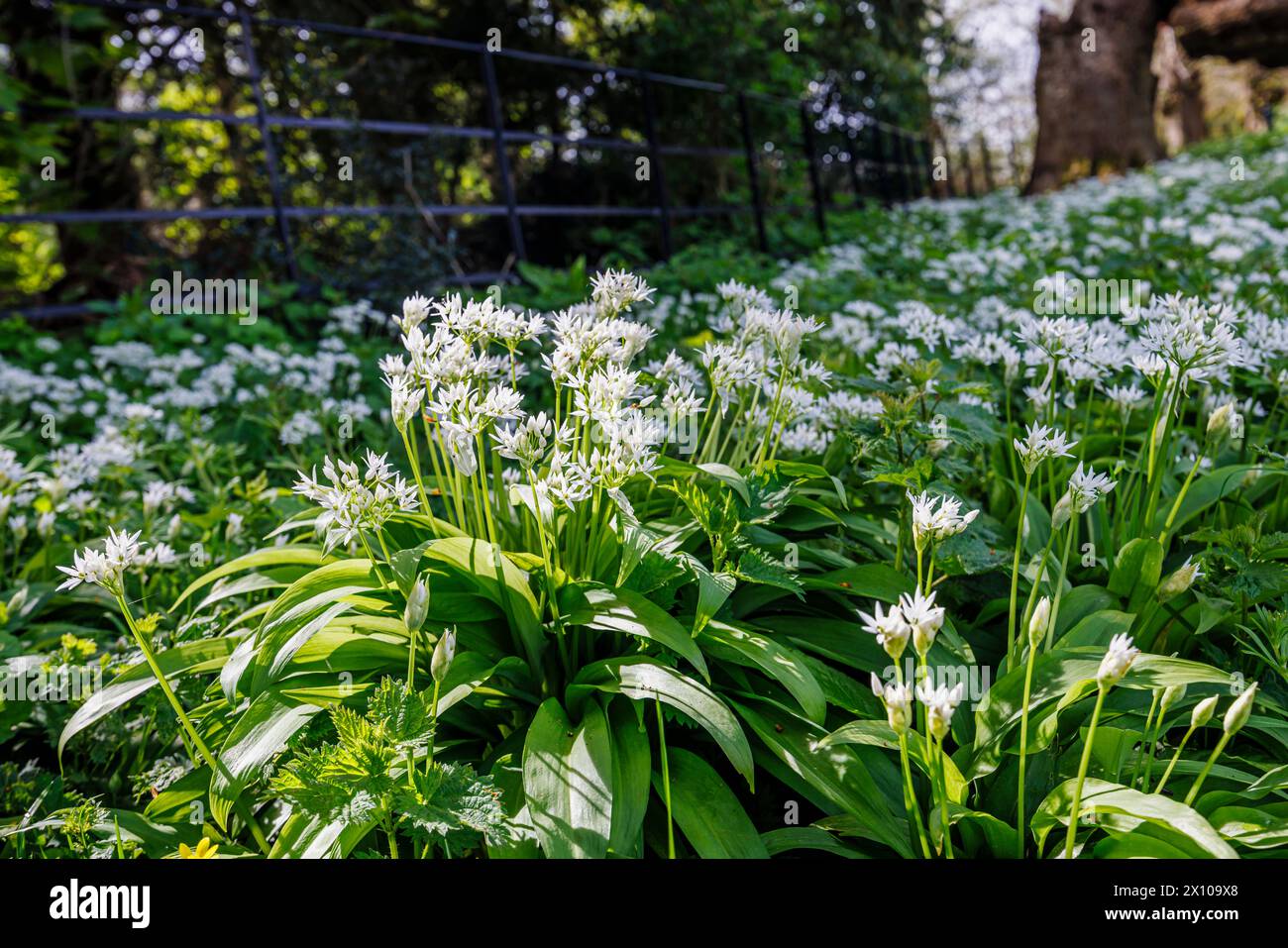 White flowers of wild garlic (Allium ursinum) growing in Surrey, south-east England, flowering in spring Stock Photo