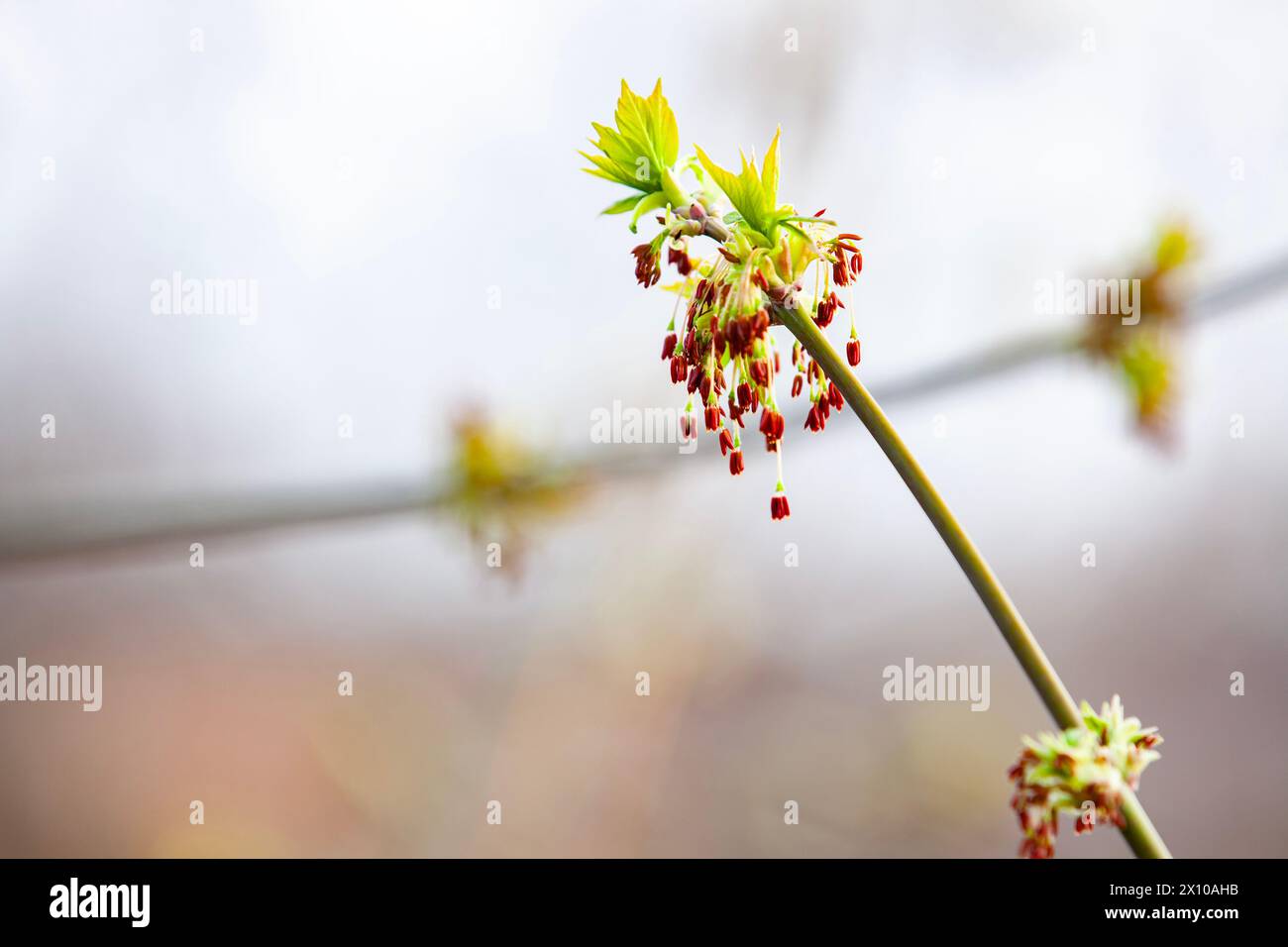 Acer negundo blooming. Flowers and young leaves on a young branch. Selective focus, copy space. Stock Photo