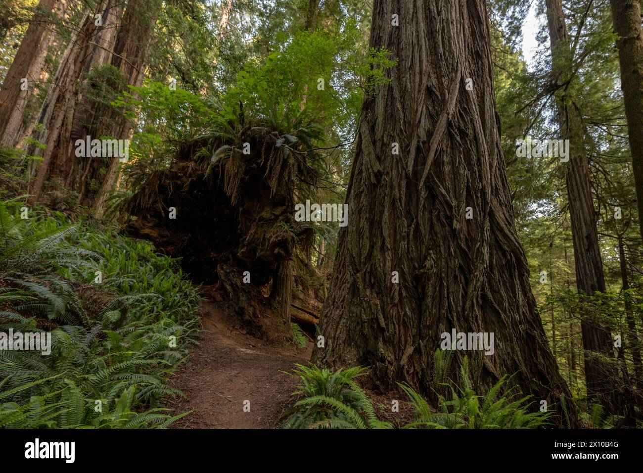 Large Redwood Trees on the Rhododendron Trail in Redwood National Park Stock Photo