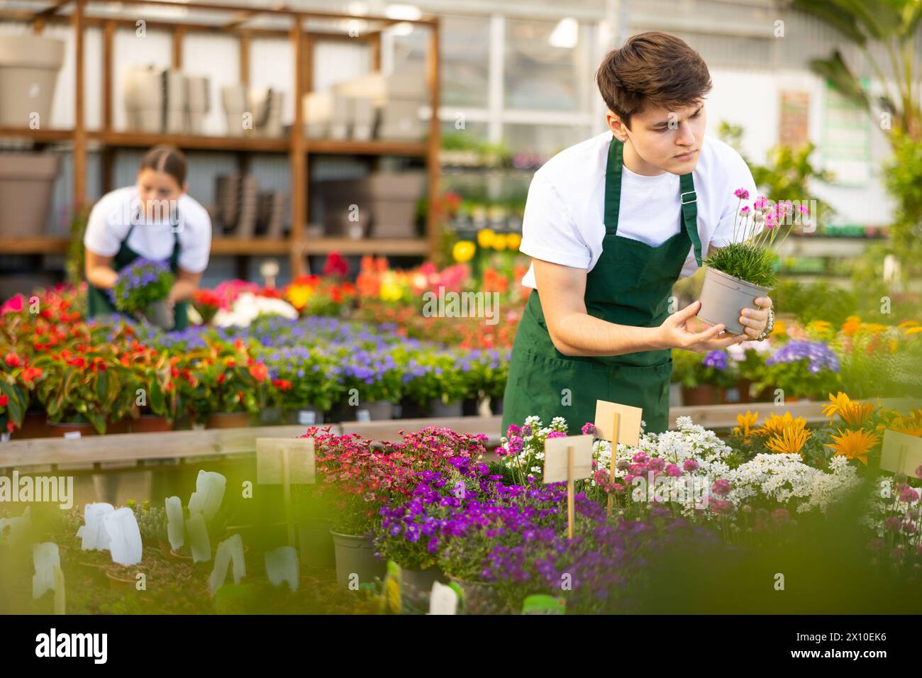 Skilled focused young male florist caring about potted Armeria Caespitosa flowers in greenhouse Stock Photo