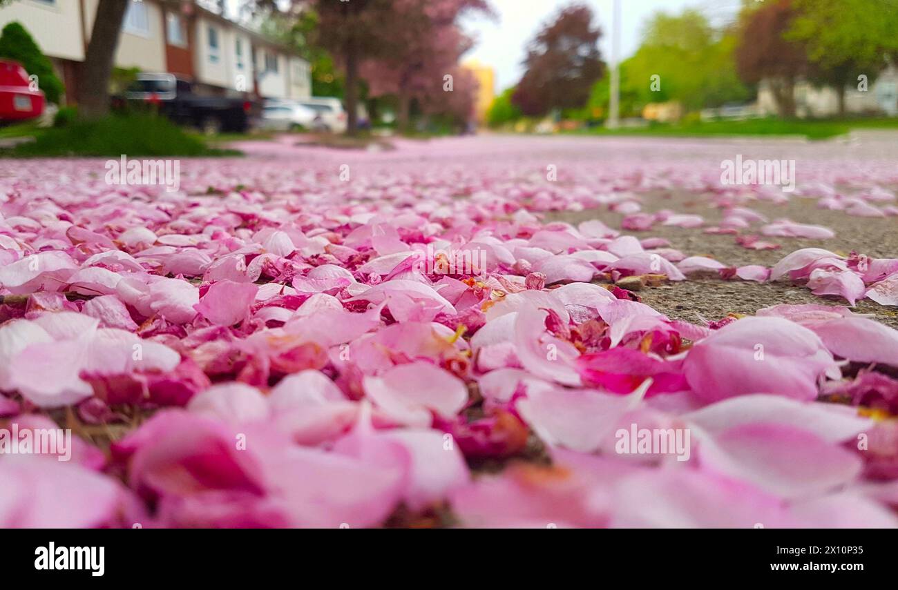 Lots of crabapple flower petals on the sidewalk of a residential street. Stock Photo