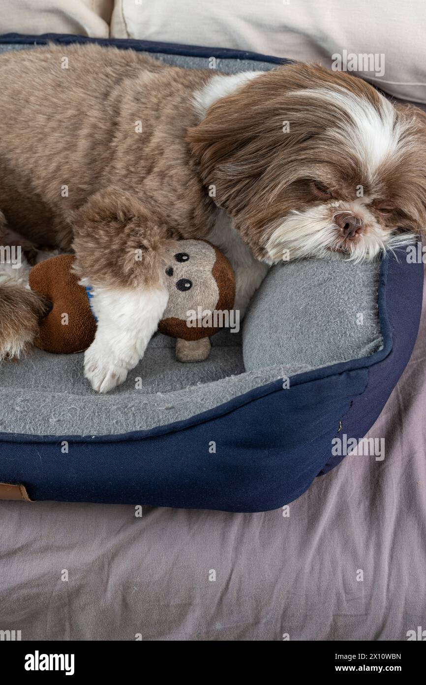 3 year old shih tzu dog resting on his bed next to his stuffed animal_15. Stock Photo