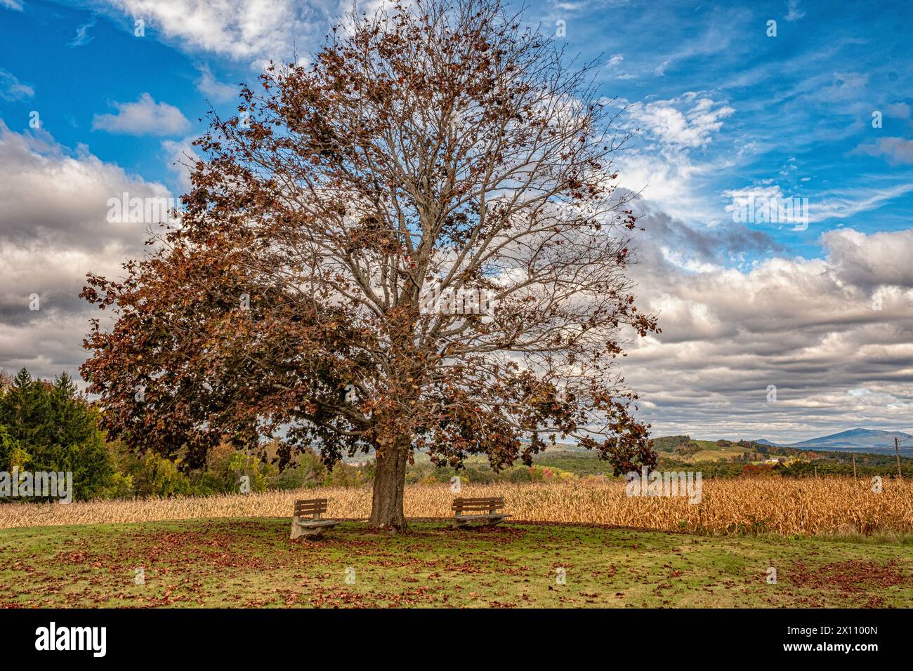 A crimson king maple tree stands alone in a field Stock Photo