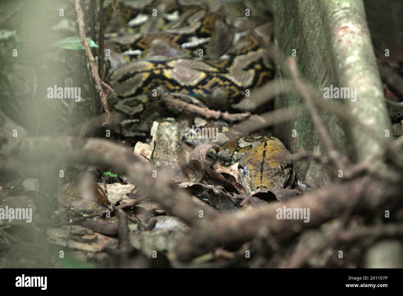 An unidentified species of python hides below roots of a giant fig tree ...