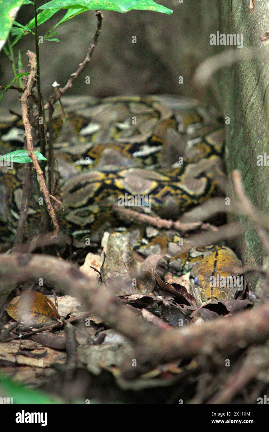 An unidentified species of python hides below roots of a giant fig tree ...