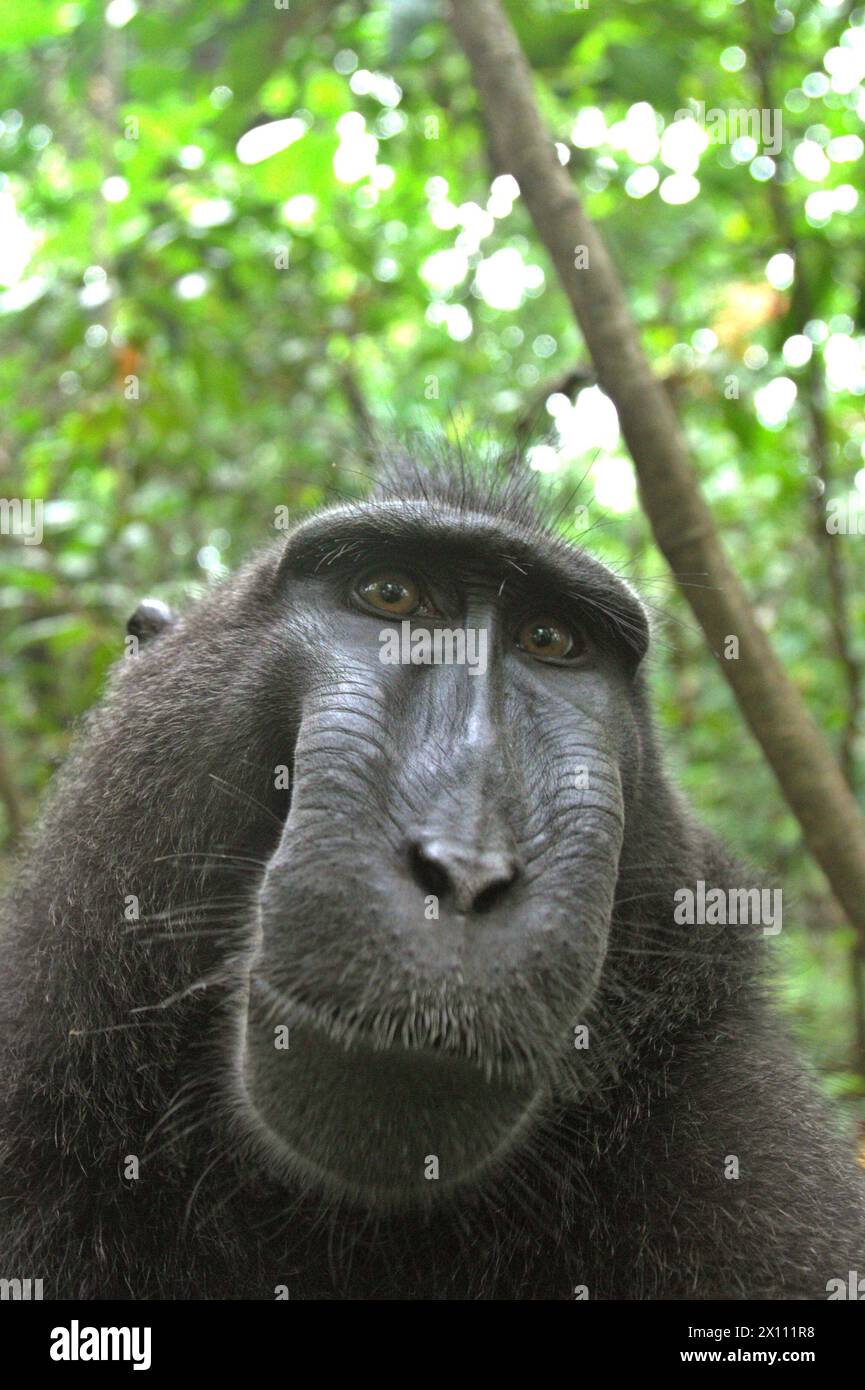 A crested macaque (Macaca nigra) stares at camera while being