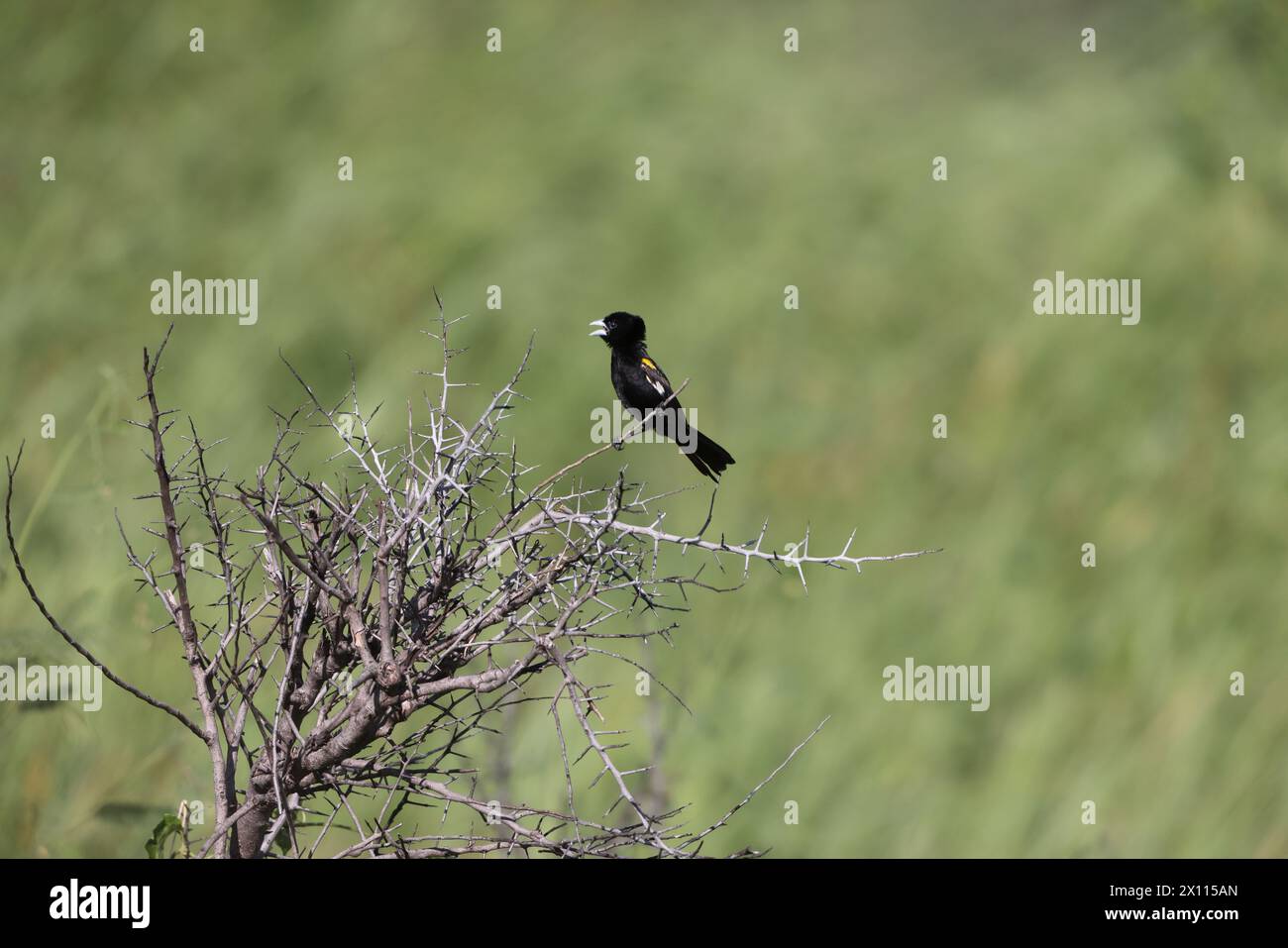White-winged widowbird (Euplectes albonotatus) is a species of passerine bird in the family Ploceidae native to Africa south of the Sahara. Stock Photo