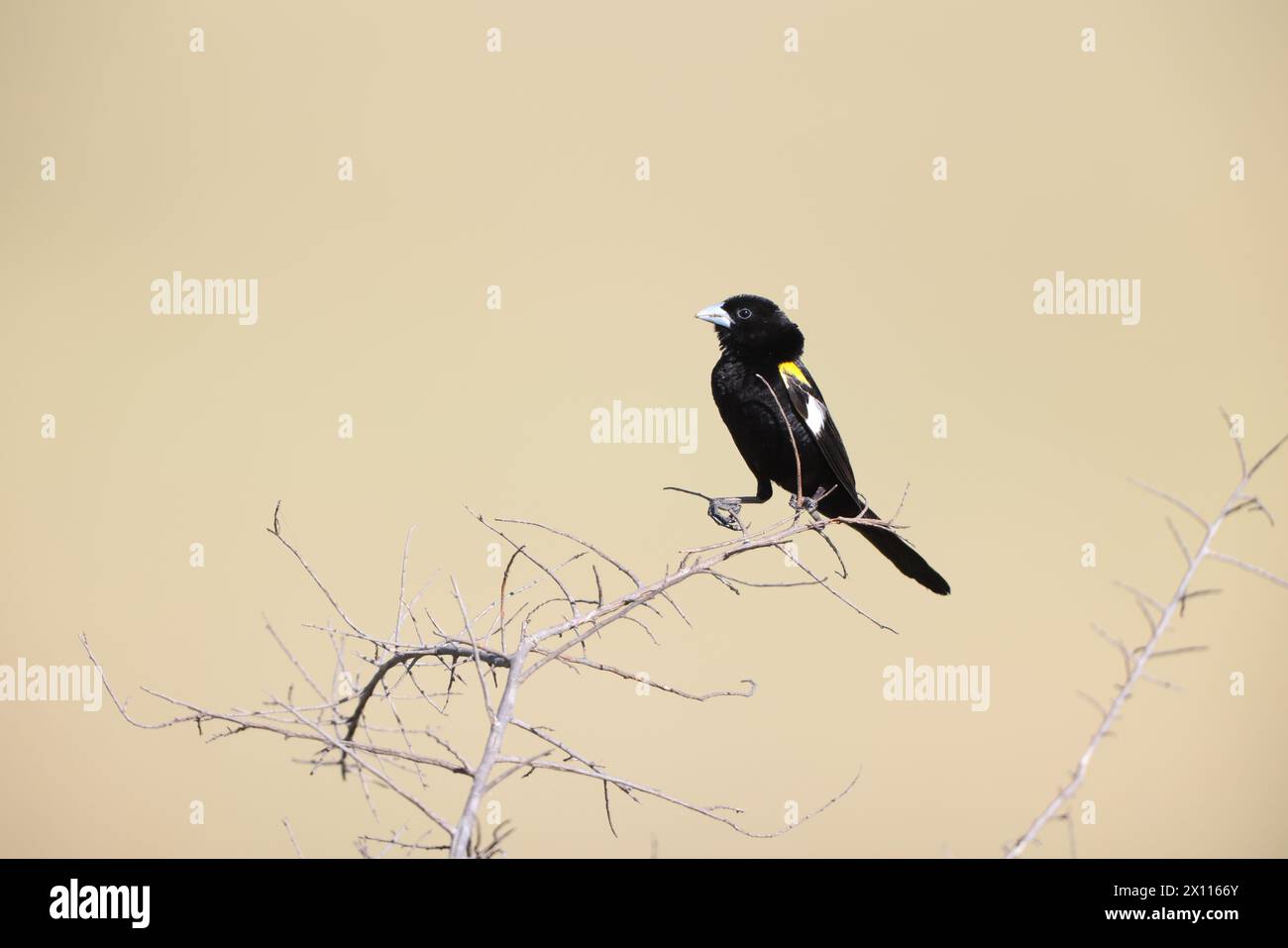 White-winged widowbird (Euplectes albonotatus) is a species of passerine bird in the family Ploceidae native to Africa south of the Sahara. Stock Photo