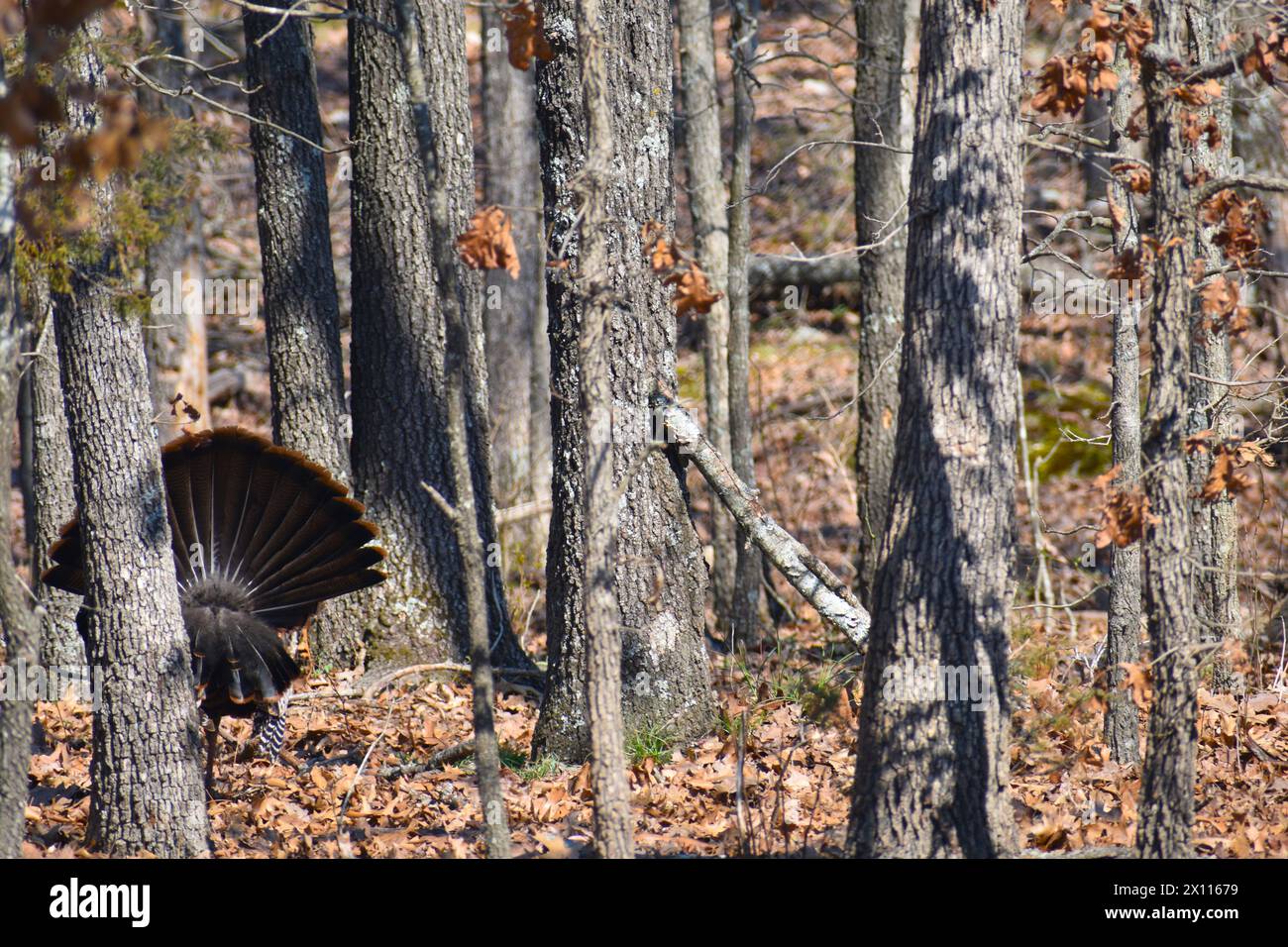 A male turkey, Meleagris gallopavo, also called a tom or a gobbler