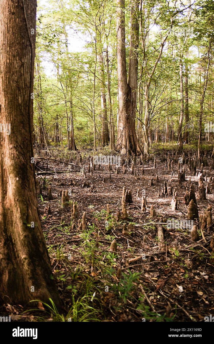 cypress knees at bayou cypress forest Stock Photo