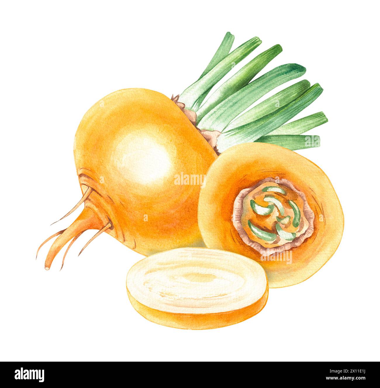 Watercolor composition of yellow turnip vegetable, hand drawn isolated on white. Turnip vegetable for menu design, kitchen utensils, logo, printing, e Stock Photo