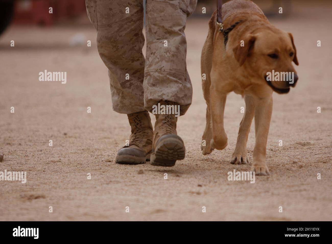 Thor, a military working dog, and his handler, Cpl. Deano Miller, walk through a town at Combat Center Range 220 Jan 31, 2010. The dog and handler are part of Company K, 3rd Battalion, 1st Marine Regiment, from Marine Corps Base Camp Pendleton, Calif., and will deploy with the unit. Stock Photo