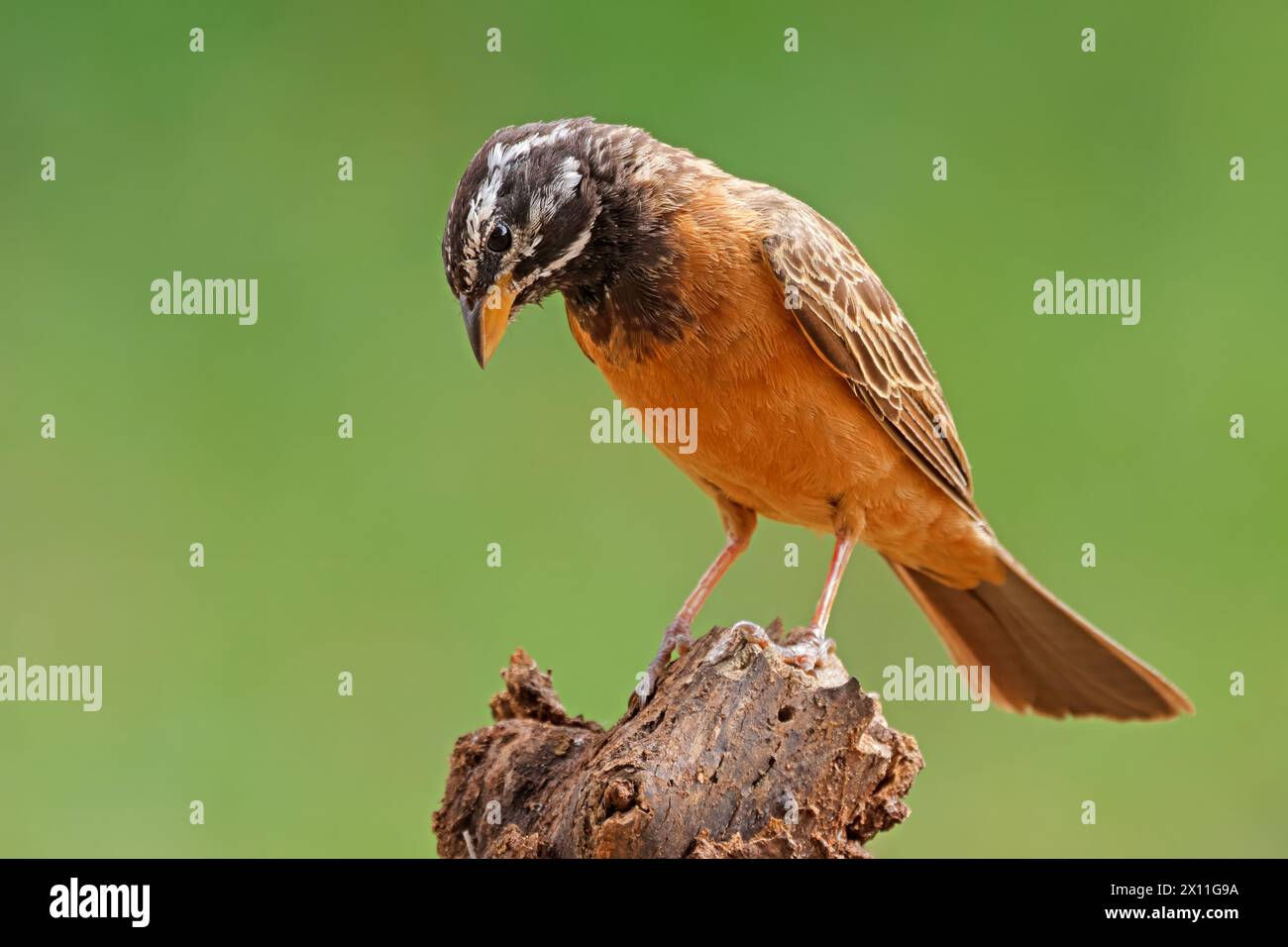 A male crimson-breasted bunting (Emberiza tahapisi) perched on a branch, South Africa Stock Photo