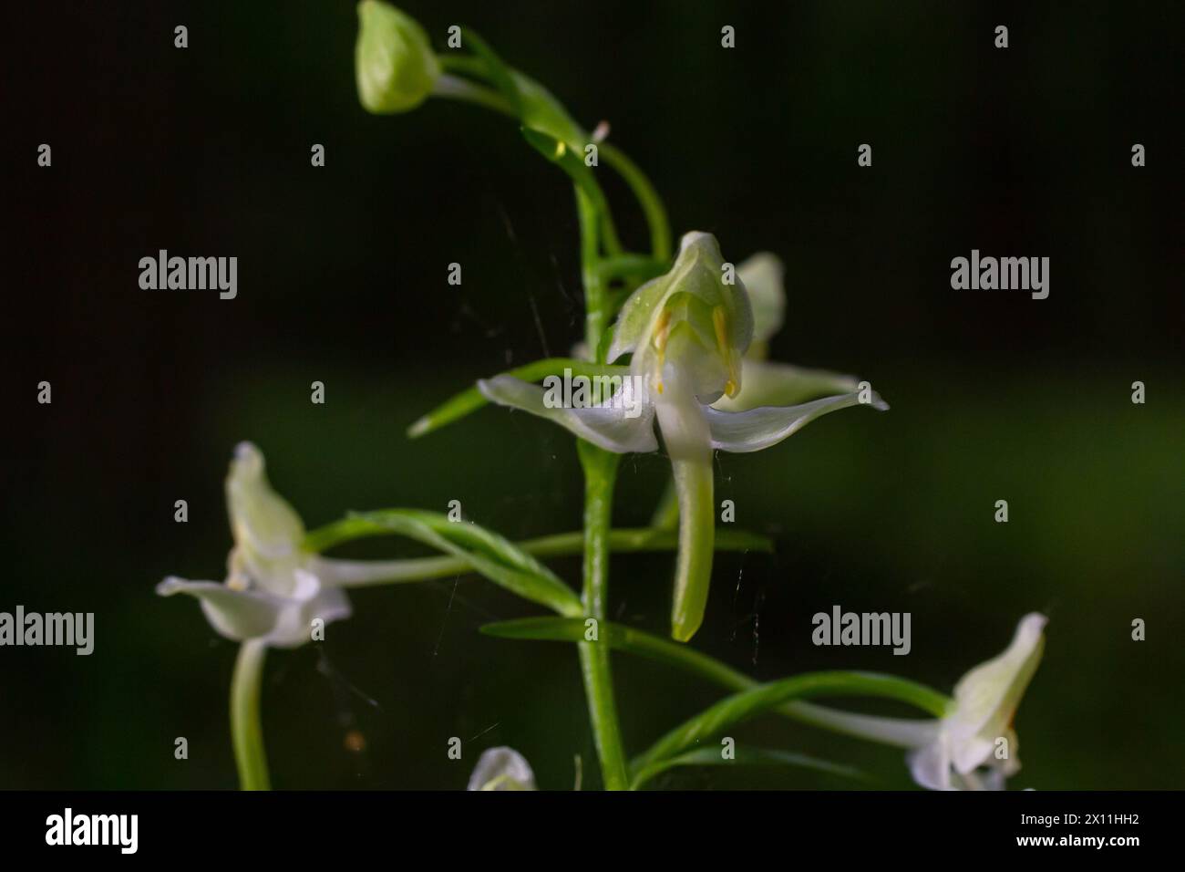 Platanthera bifolia, commonly known as the lesser butterfly-orchid is a species of orchid in the genus Platanthera. Blossom in the forest. Stock Photo