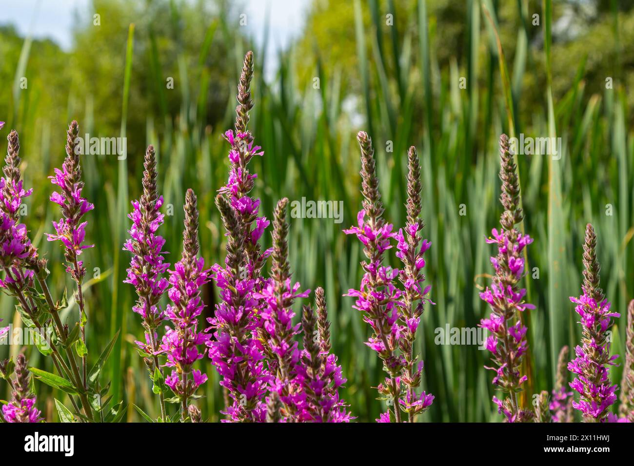 Purple loosestrife Lythrum salicaria inflorescence. Flower spike of plant in the family Lythraceae, associated with wet habitats. Stock Photo