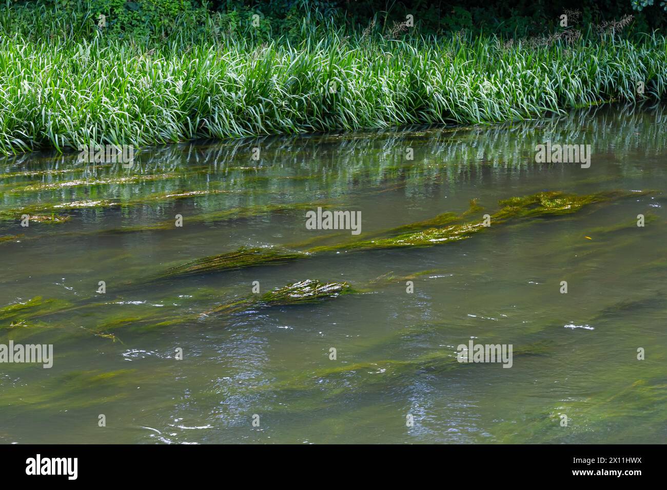 Water plants in the river Pondweed Potamogeton natans Stock Photo