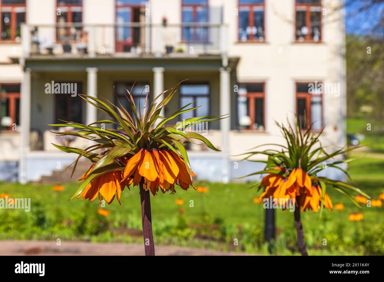 Flowering Crown imperial flowers in a garden Stock Photo