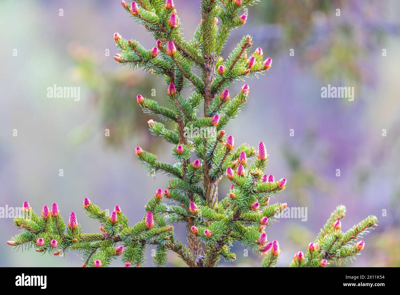 Red spruce cones on the branches at springtime Stock Photo
