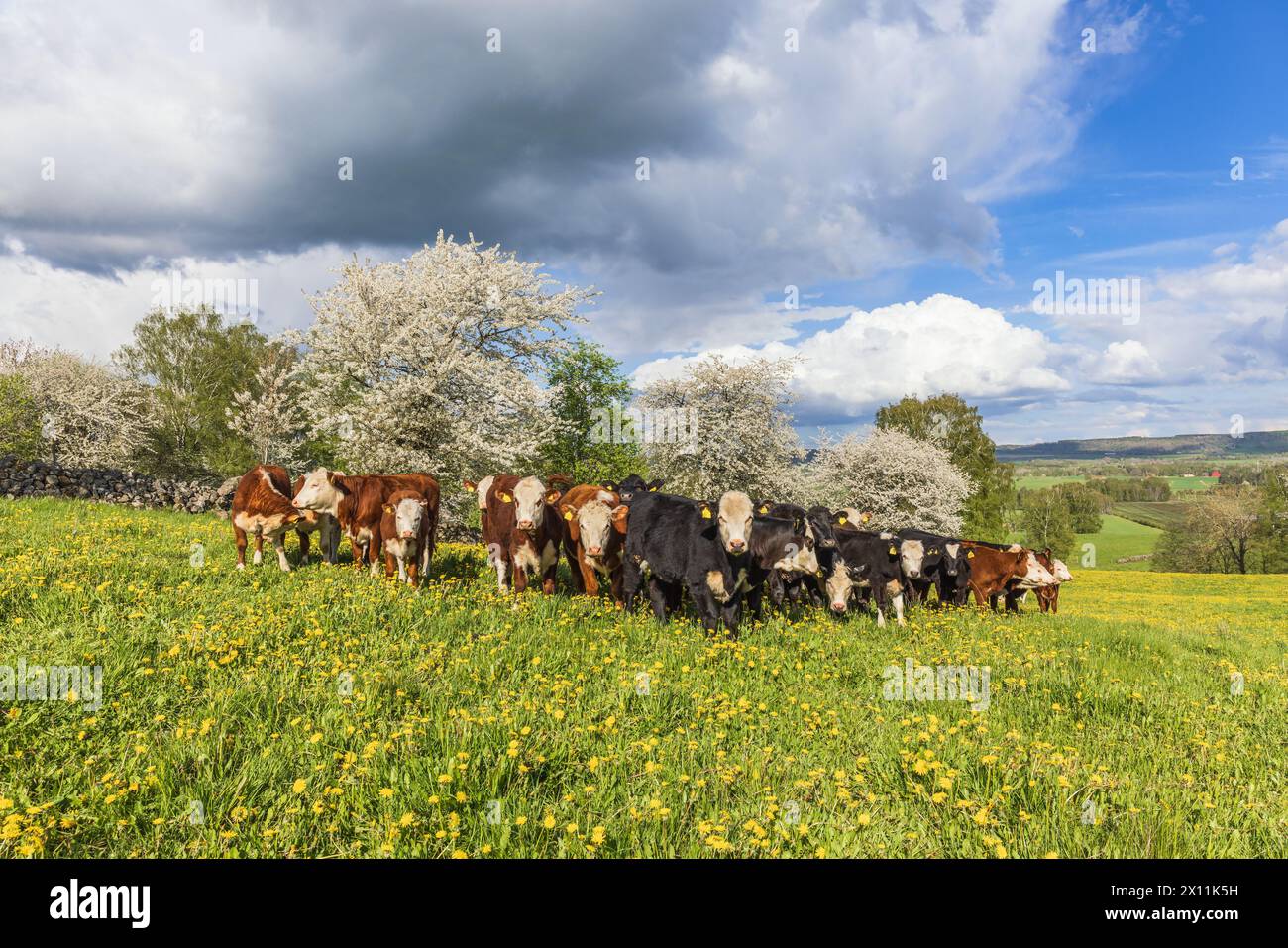 Spring Cattle Photography Cattle fruit hi-res stock photography and images - Alamy